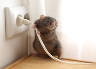 Rat pest control services searchmyservices