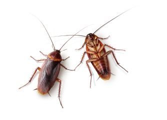 cockroach pest control services searchmyservices