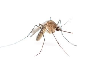 mosquitos pest control services searchmyservices